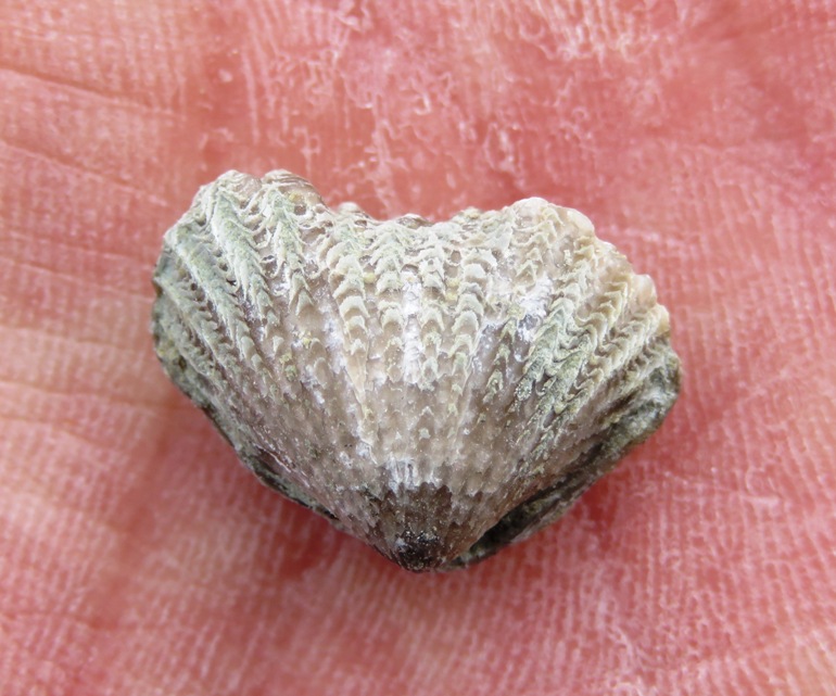 Brachiopod in hand