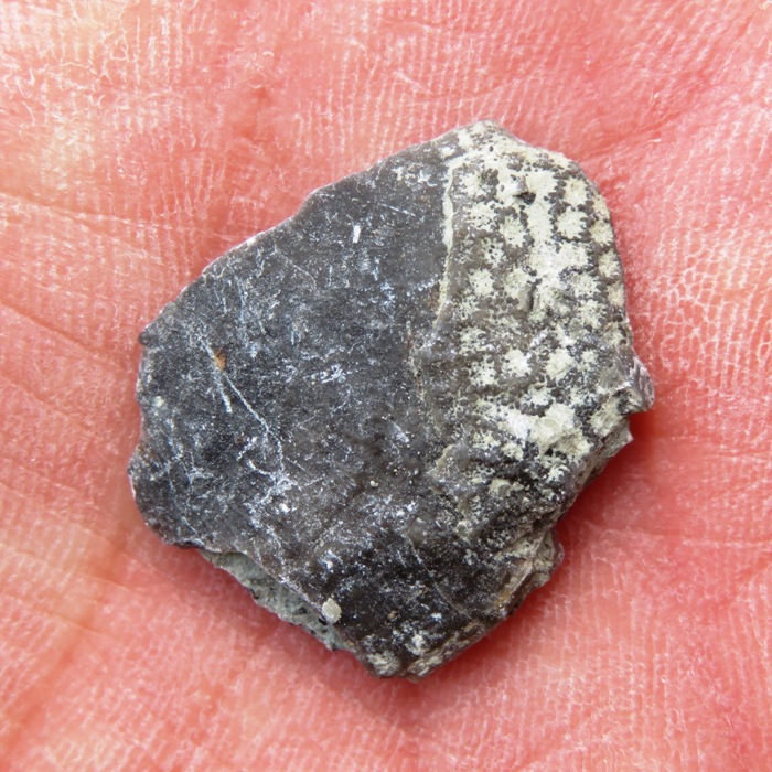 What appears to be a rock with a bit of a coral pattern in one corner