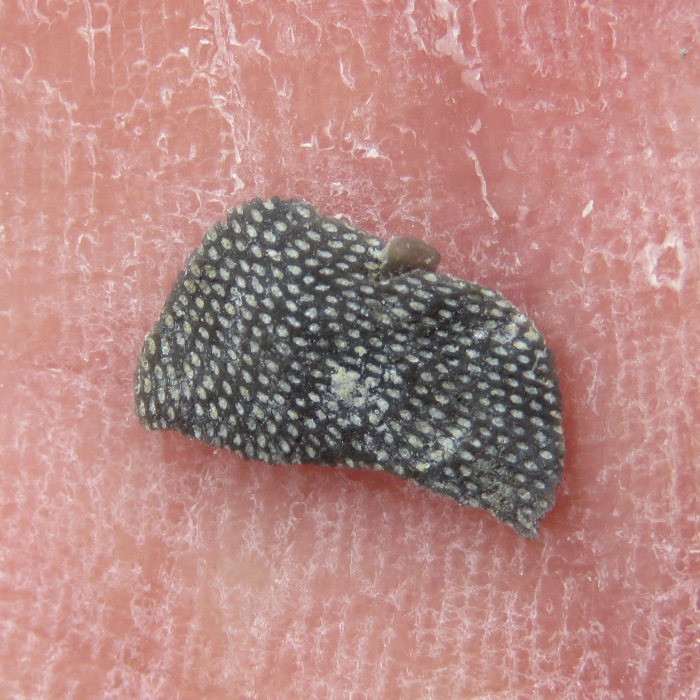 Some type of bryozoan piece in my hand