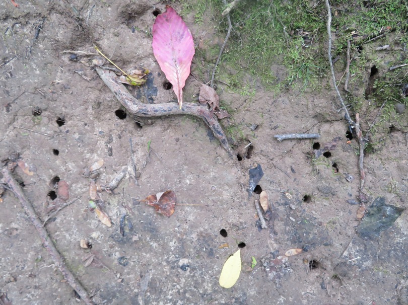 Holes from where cicadas emerged