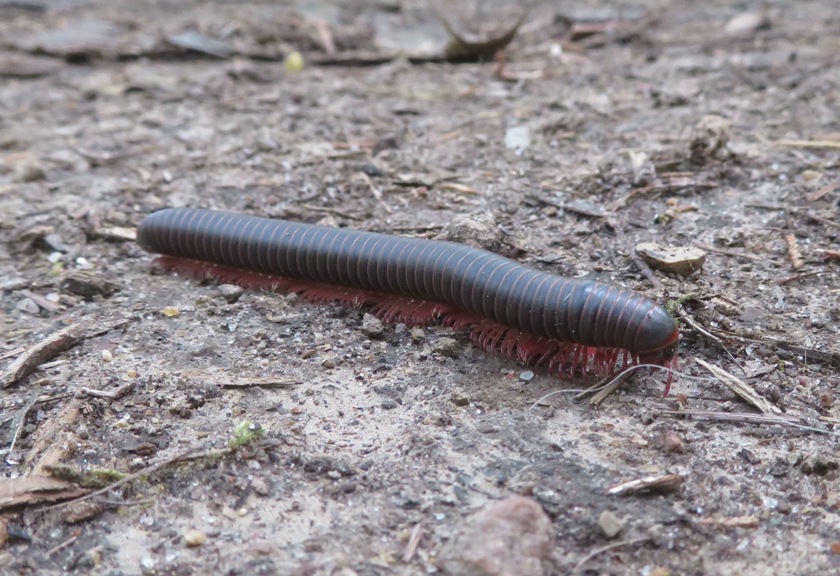 Millipede