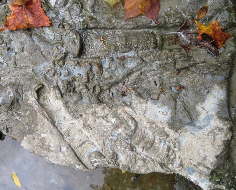 Multiple cephalopods