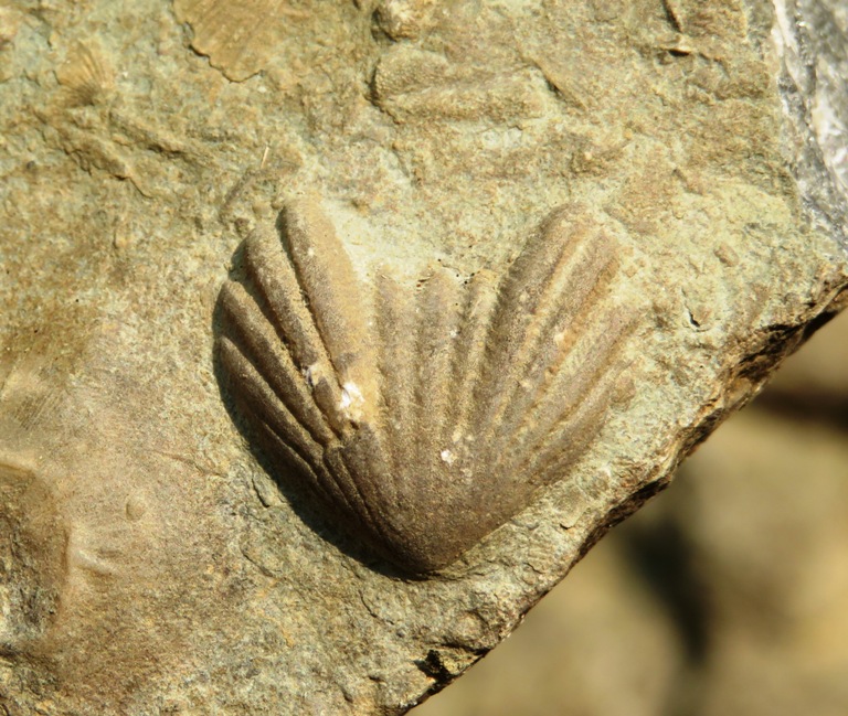 Brachiopod fossil embedded in stone