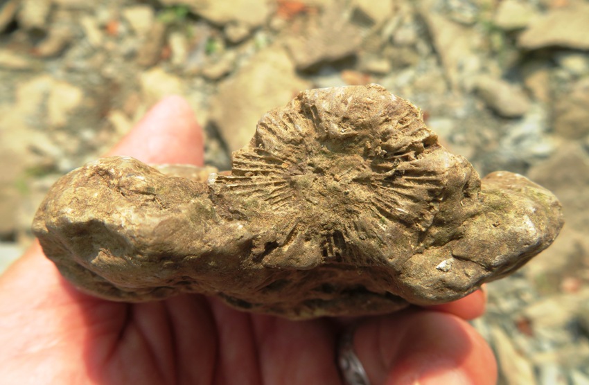 Root view of same horn coral