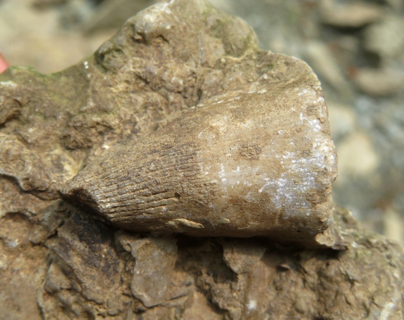 Top view of horn coral