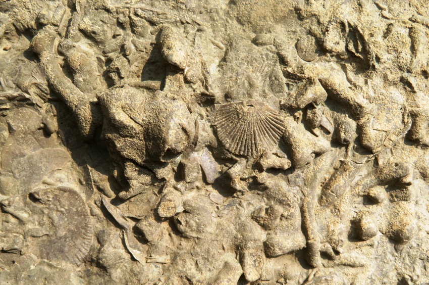 Assortment of fossils in stone