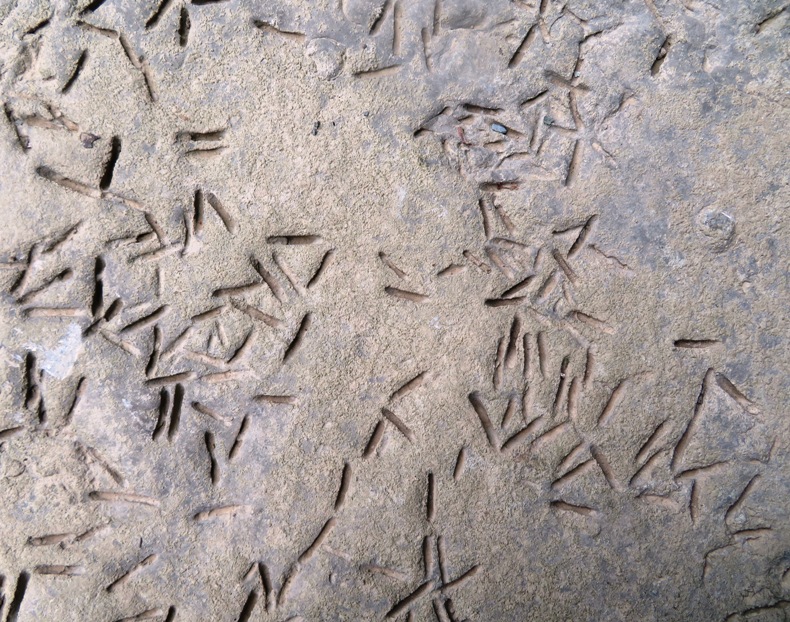 Slit holes made in rock by bivalves