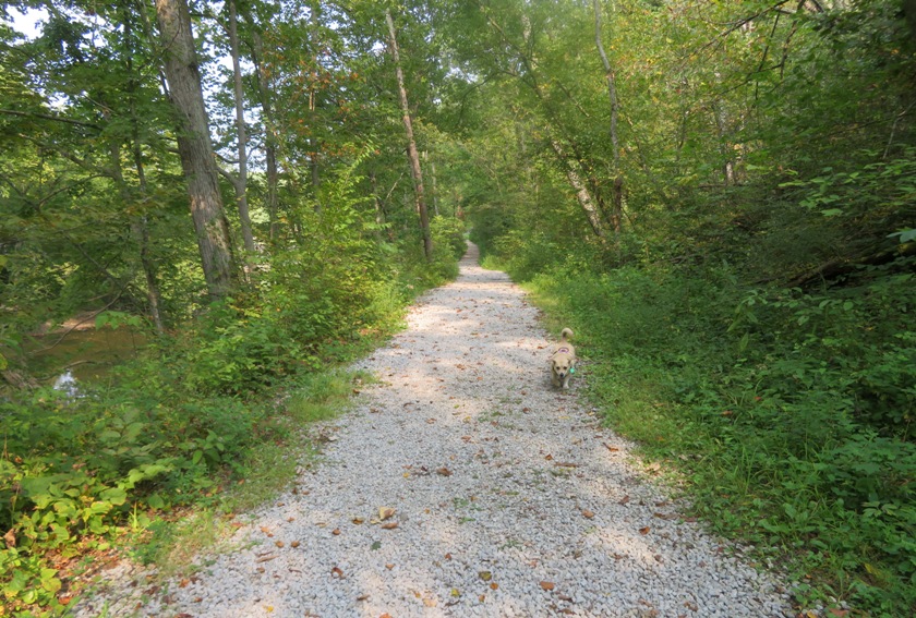 Daphne on trail covered in white gravel
