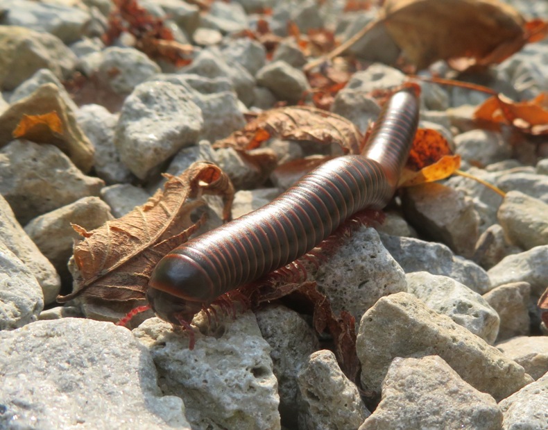 Front-on view of millipede