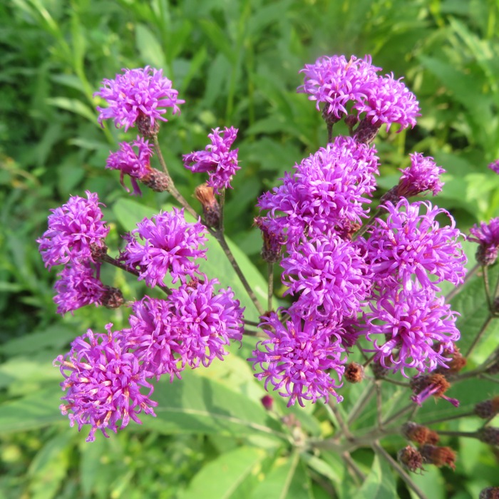 Ironweed flowers