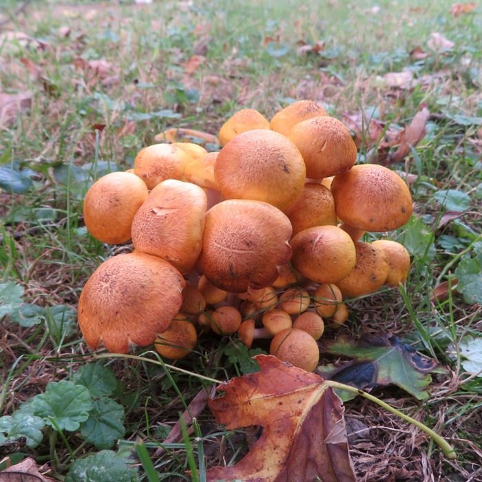 Cluster of mushrooms
