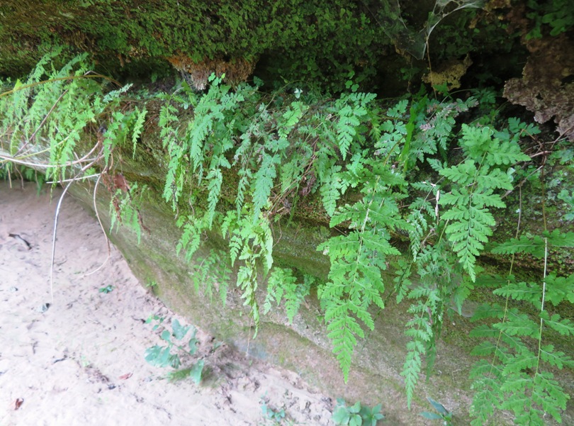 Ferns growing out of the rocks