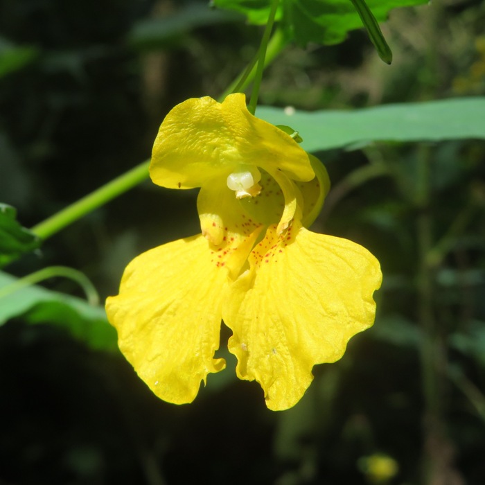 Yellow jewelweed flower