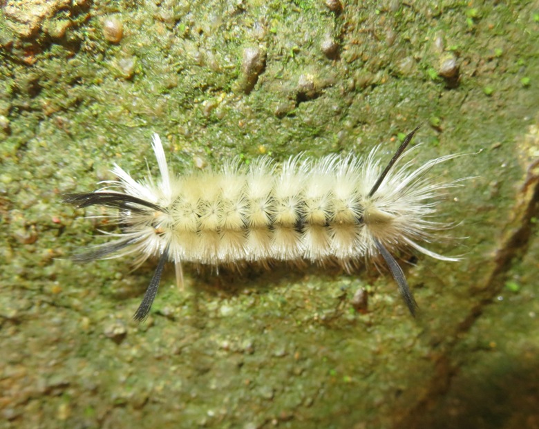 Overhead view of a banded tussock moth caterpillar