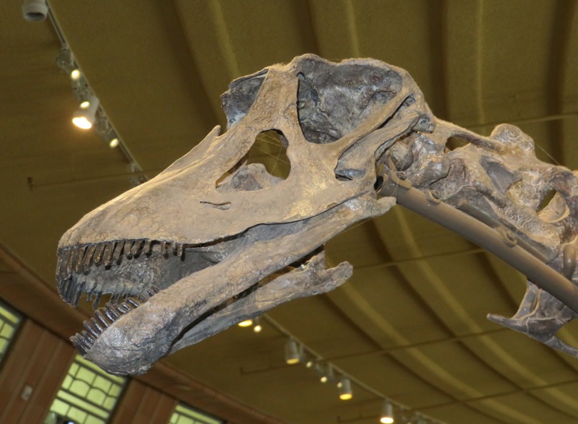 Close-up of head of Galeamopus skeleton