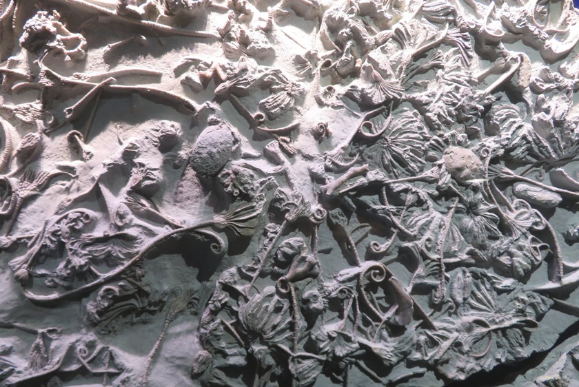 Pristine fossils of crinoids