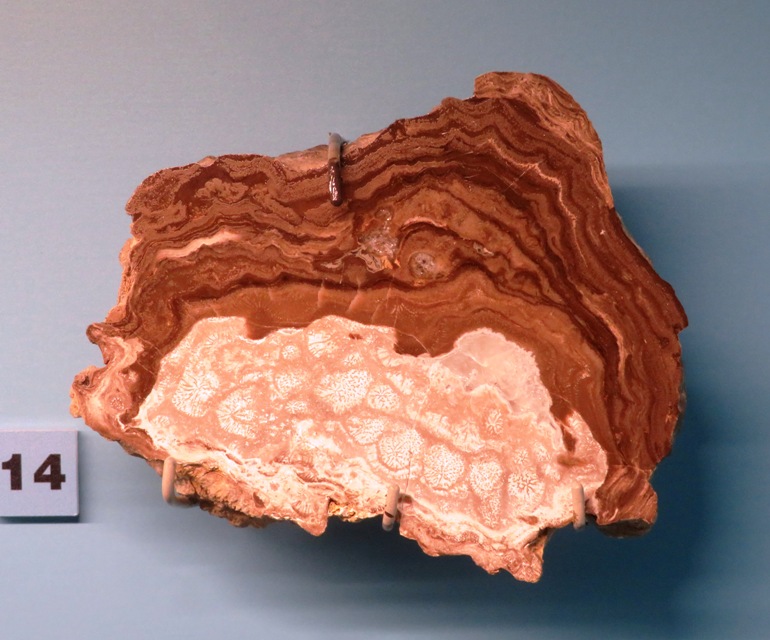 Cross-section of sponge fossil