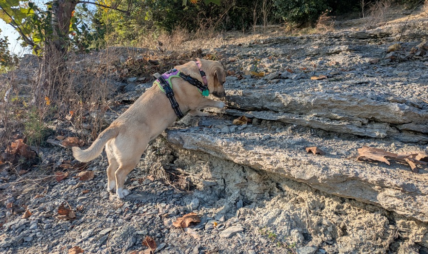 Daphne looking for fossils