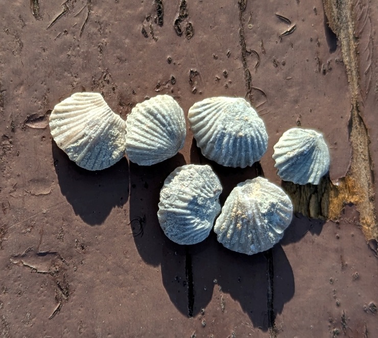 Six brachiopod fossils that can all fit on a dime