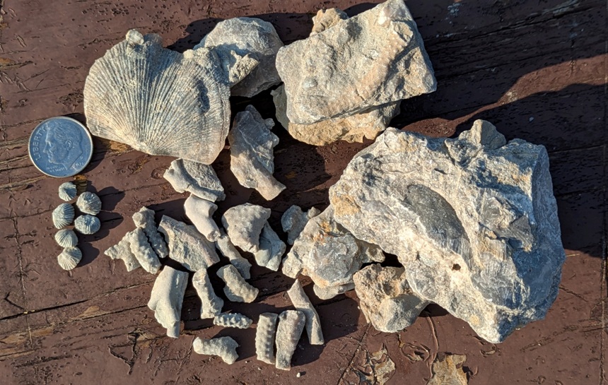Individual fossils that Norma found