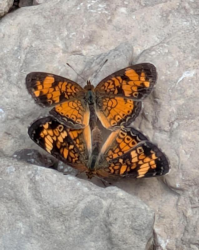 Pearl crescent butterflies mating on rock