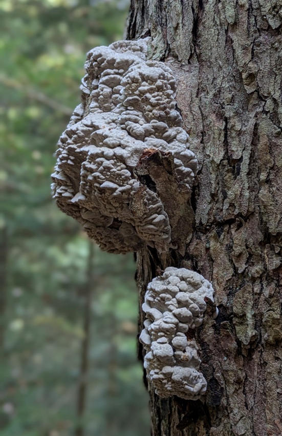 Two sweet knot mushrooms on the side of a tree
