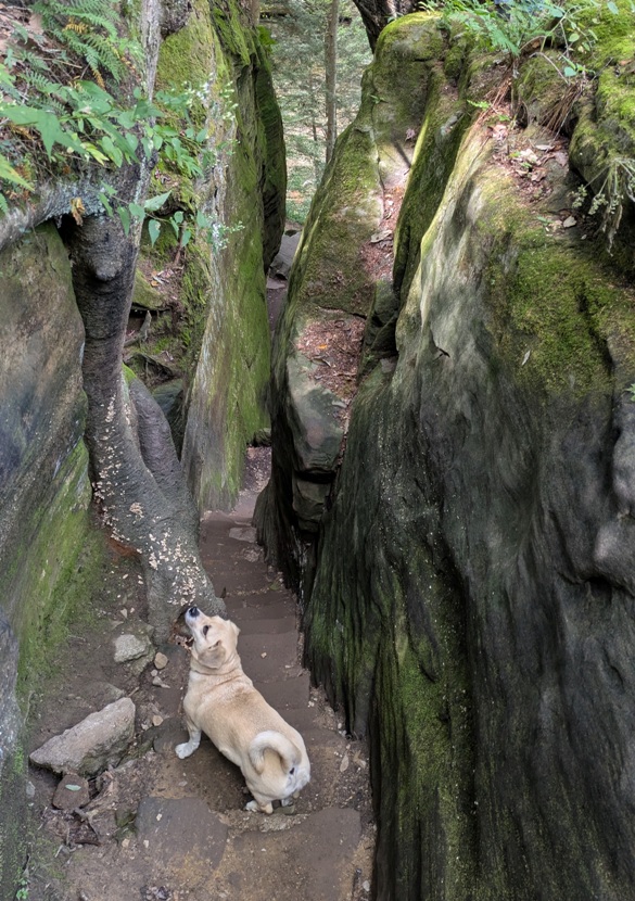 Daphne on the stone stairs looking up
