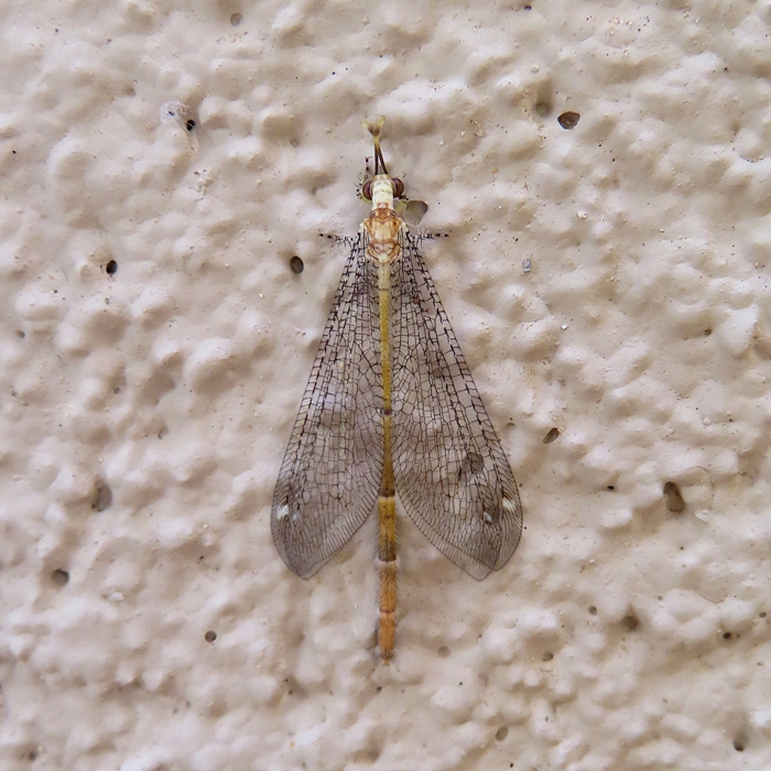 Mature antlion on wall