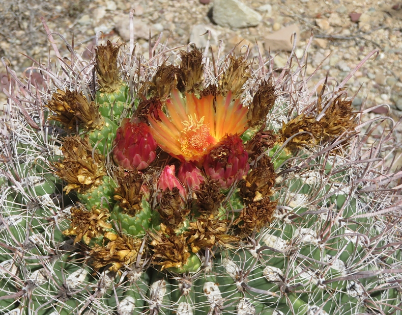 Orange flower open with red flowers not yet open