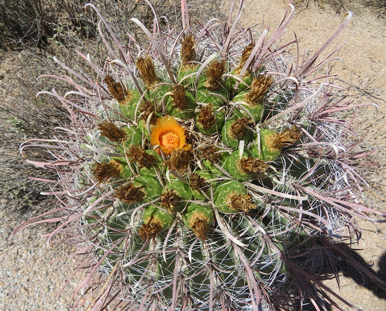 Orange flower on barrel cactus with long thorns