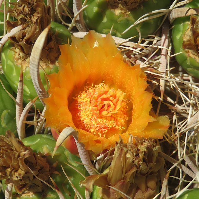 Close-up of orange flower in previous photo