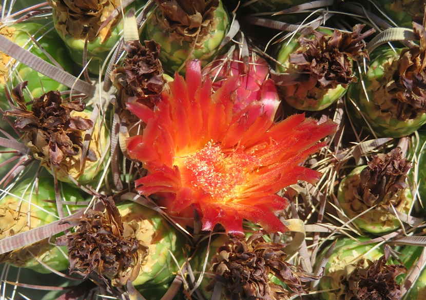Red flower on barrel cactus