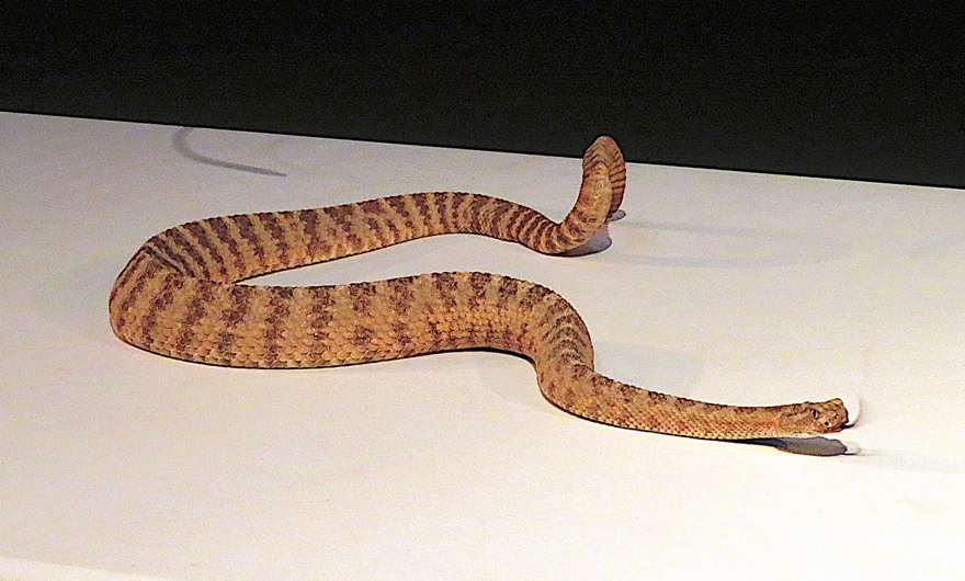 Rattlesnake flicking its tongue