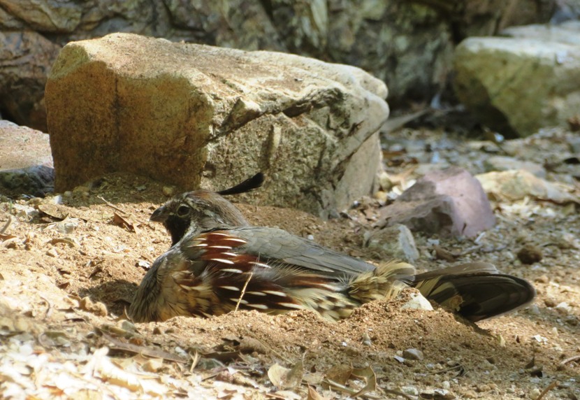 Gambel's quail taking a dust bath