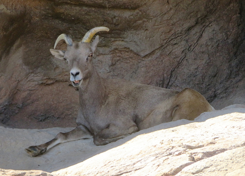 Desert bighorn resting in the shade