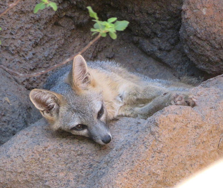 Gray fox resting