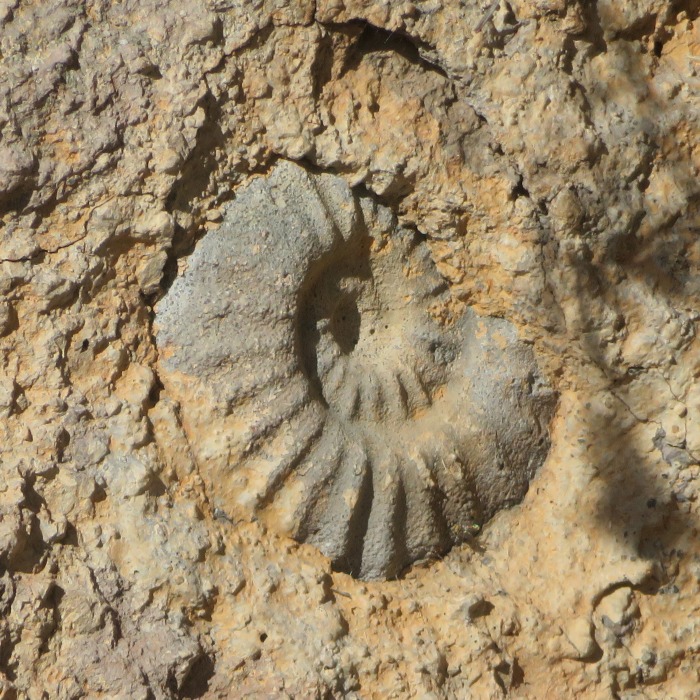 Ammonite embedded in concrete structure