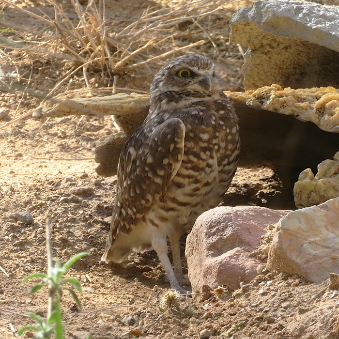 Burrowing owl standing on ground