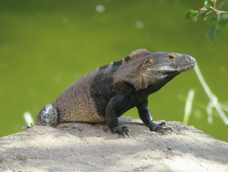 Perched on rock in enclosure