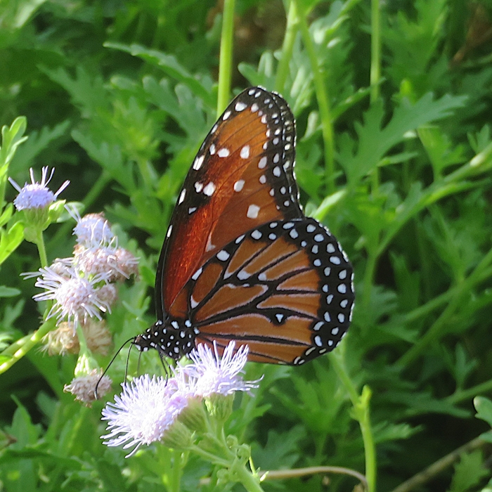 Queen butterfly on flower