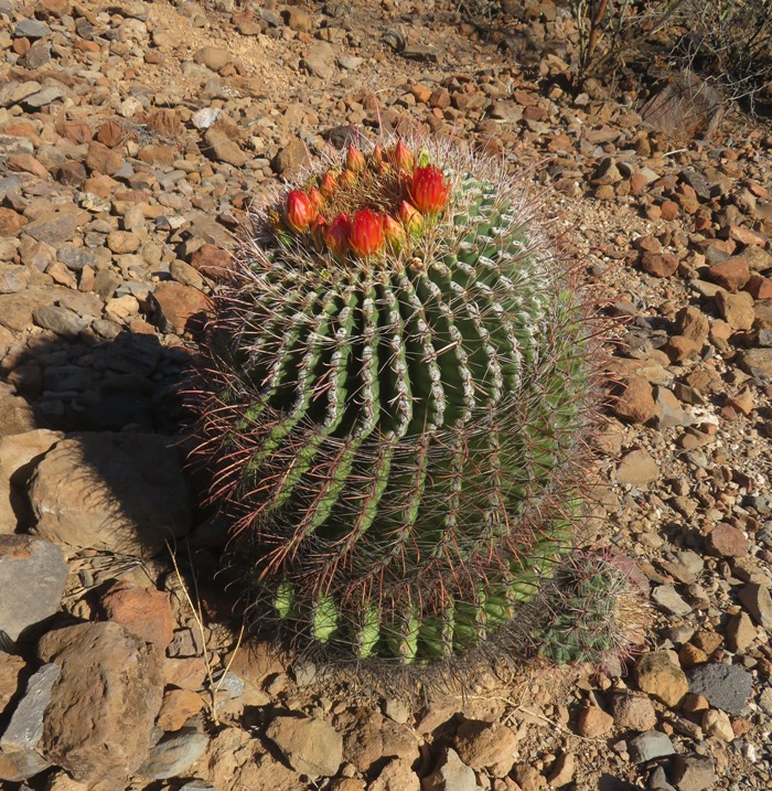 Barrel cactus in morning sun