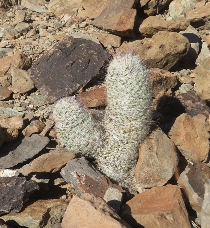 Pincushion cactus