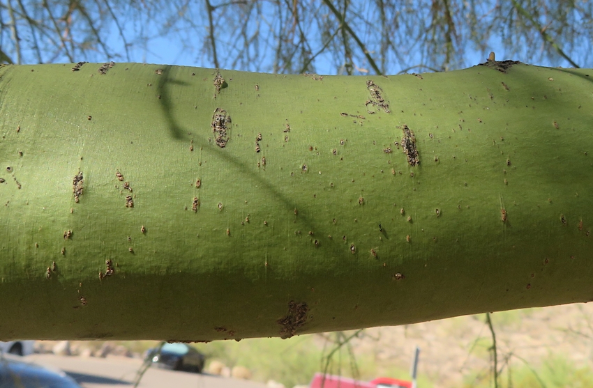 Close-up of green bark of palo verde tree