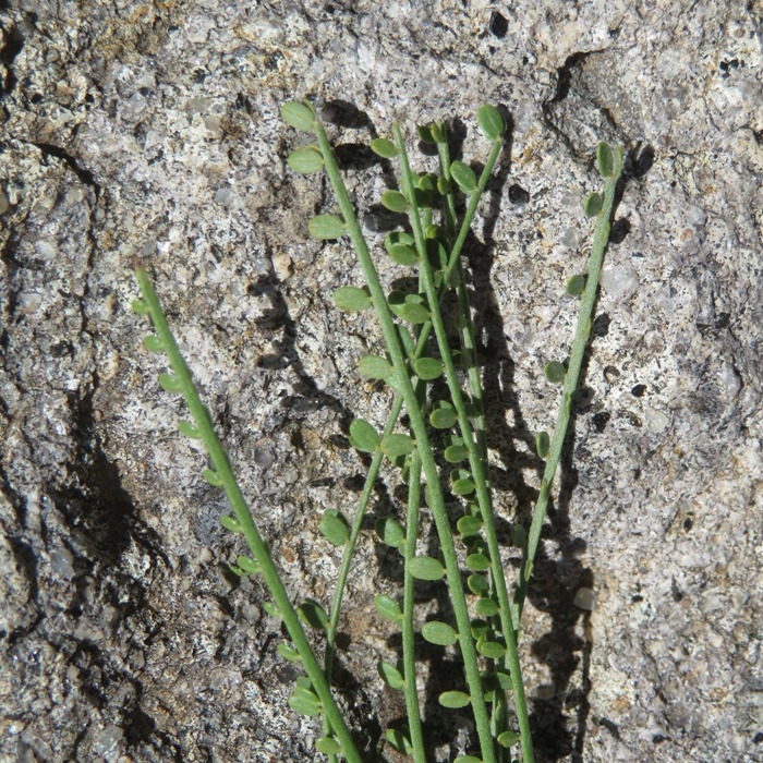 Milkvetch leaves