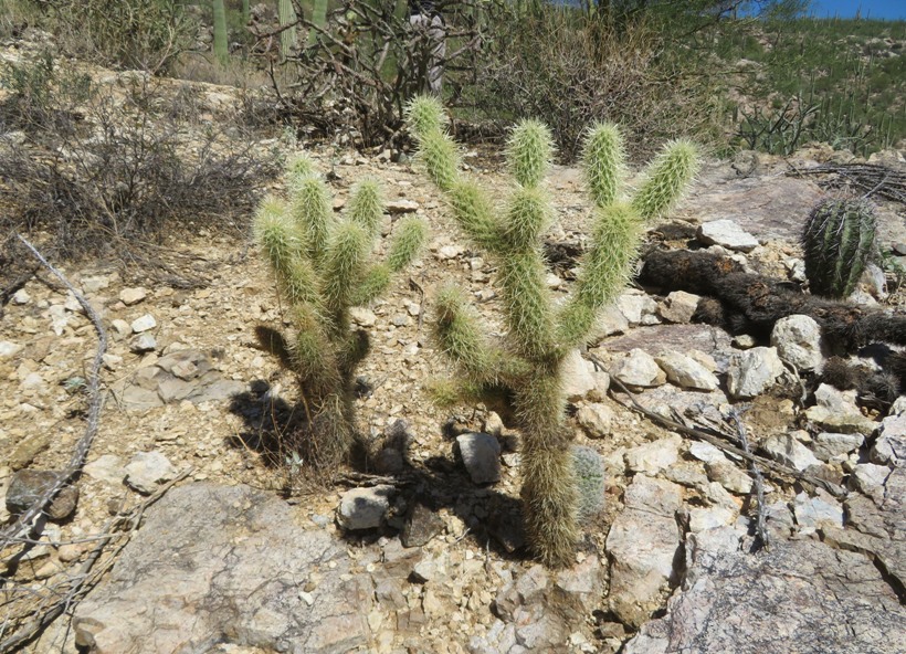 Two small cacti