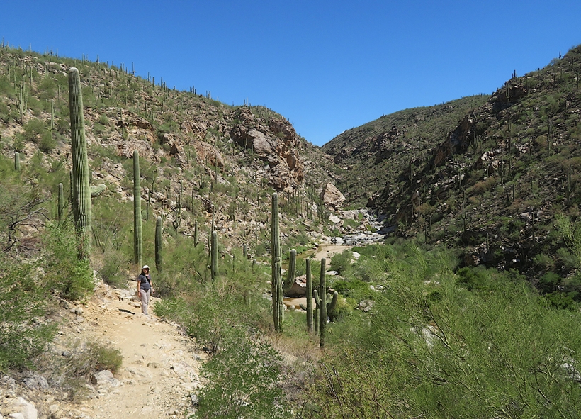 Norma surrounded by big cacti