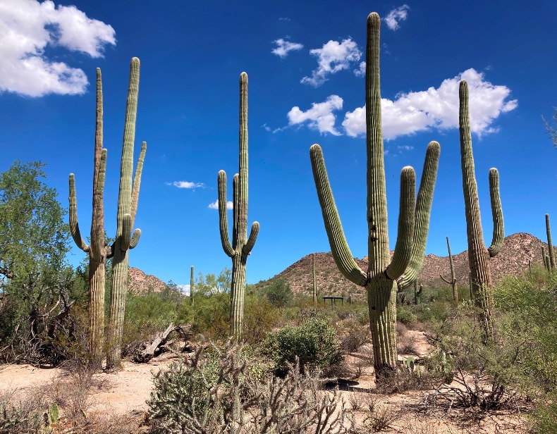Desert scene with saguaros