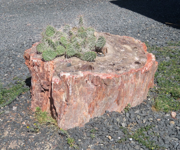Petrified log with cactus growing out the top