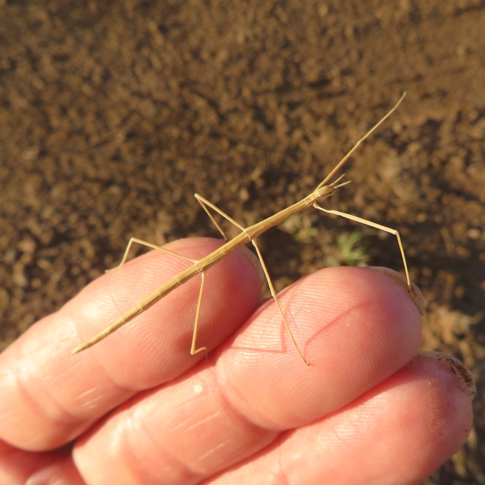 Walking stick insect on my hand