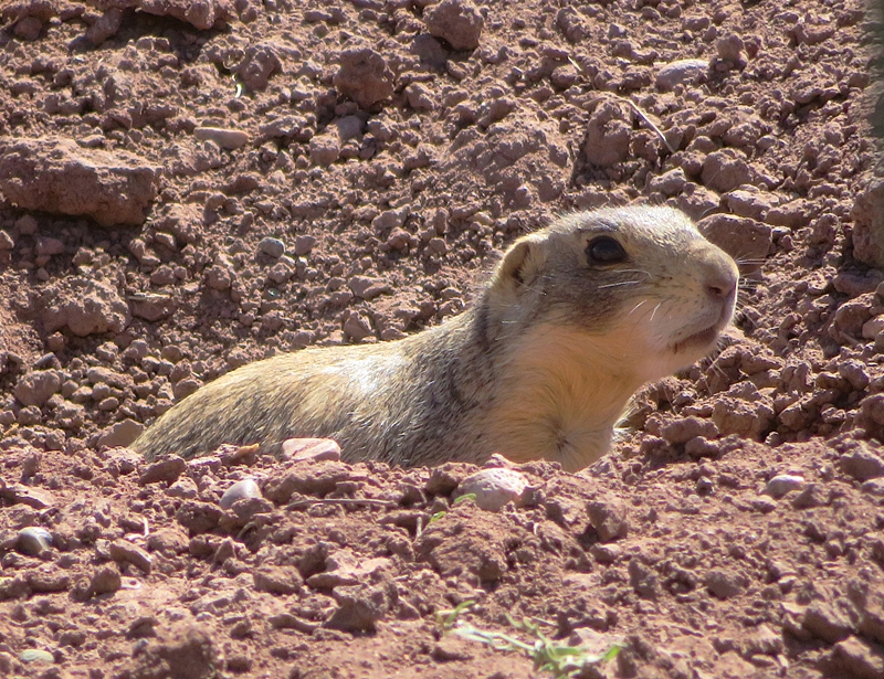 Prairie dog near its hole